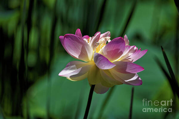 Lotus Poster featuring the photograph Petty Pink Lotus by Paul Mashburn