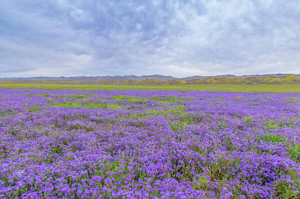 California Poster featuring the photograph Phacelia Field by Marc Crumpler