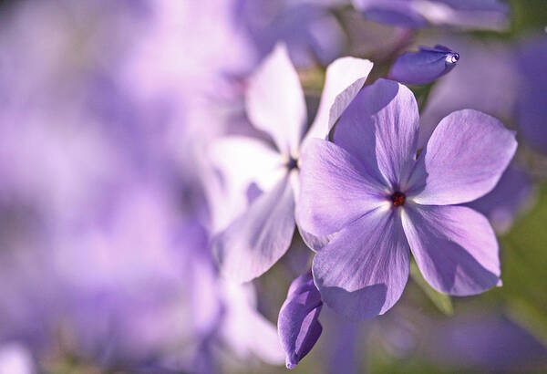 Purple Poster featuring the photograph Phlox by Don Ziegler