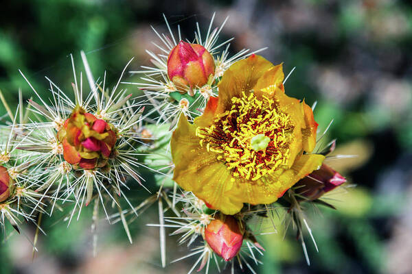 Cactus Cacti Flower Flowers Pricklypear Thorns Poster featuring the photograph Pick me if you Dare by Kent Nancollas