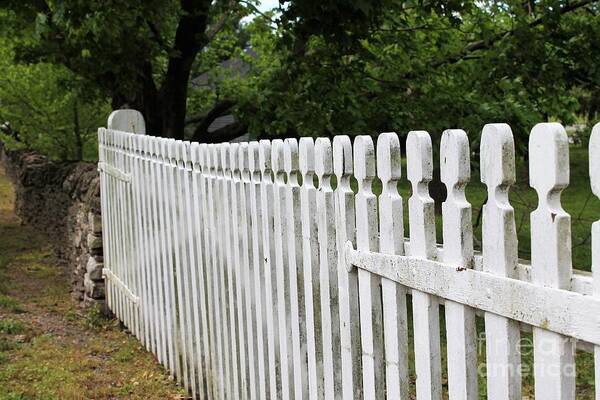  Picket Fence Delight Poster featuring the photograph Picket Fence Delight by Carol Riddle