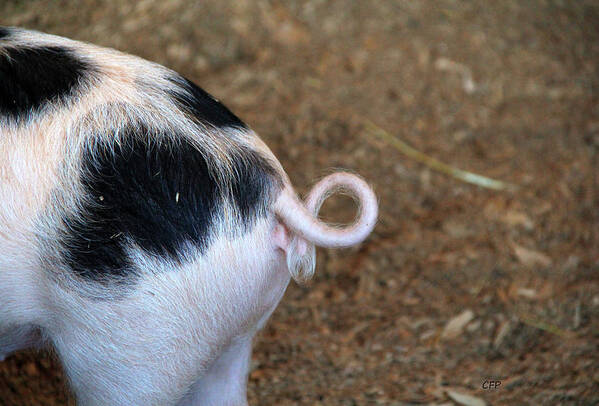 Pig Poster featuring the photograph Pig Tail by Becca Wilcox