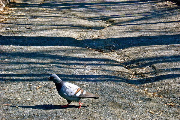 Pigeon Poster featuring the photograph Pigeon Crossing Path by Felix Zapata