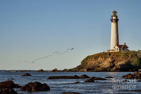 Architecture Poster featuring the photograph Pigeon Point Light House with Pelican Flight by Dean Birinyi