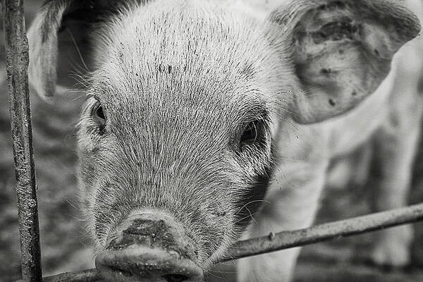 Farm Poster featuring the photograph Piglet by Lora Lee Chapman