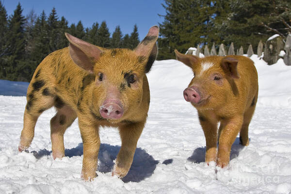 Piglet Poster featuring the photograph Piglets In The Snow by Jean-Louis Klein & Marie-Luce Hubert