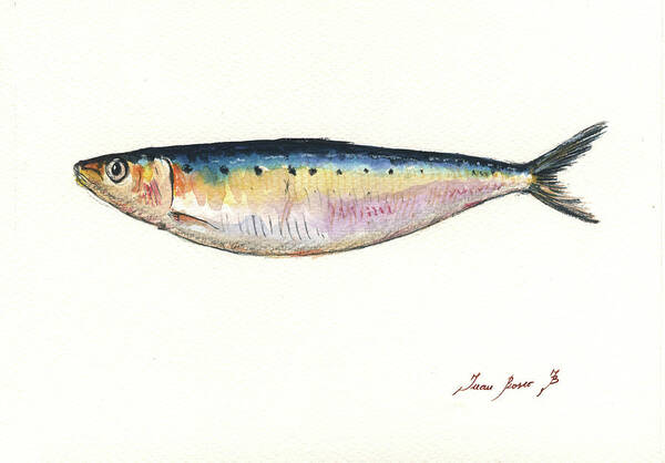 Pilchard Art Poster featuring the painting Pilchard watercolor by Juan Bosco