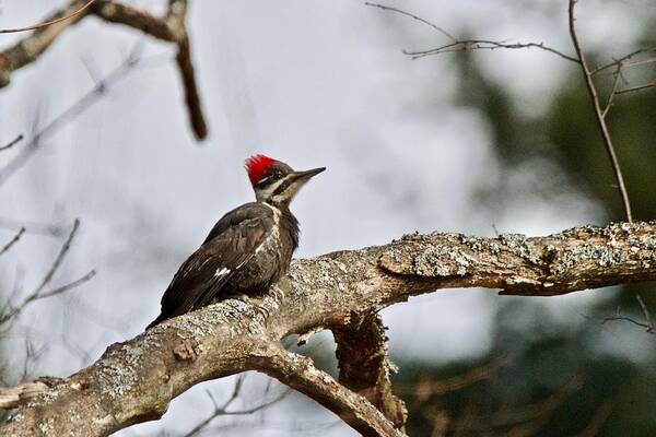 Pileated Woodpecker Poster featuring the photograph pileated Woodpecker 1068 by Michael Peychich