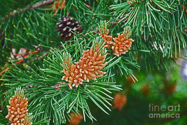 Pine Cones Poster featuring the photograph Pine Cones by David Frederick