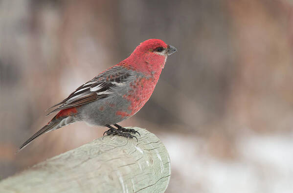 Bird Poster featuring the photograph Pine Grosbeak by Celine Pollard