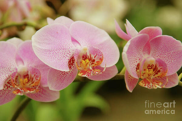Orchids Poster featuring the photograph Pink and Beautiful by Susanne Van Hulst