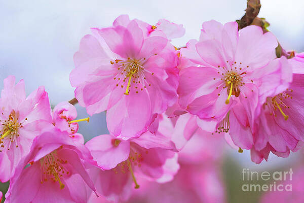 Cherry Blossoms Poster featuring the photograph Pink Cherry Blossom Cluster by Regina Geoghan