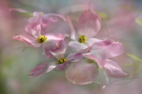 Beauty Poster featuring the photograph Pink Dogwood by Ann Bridges