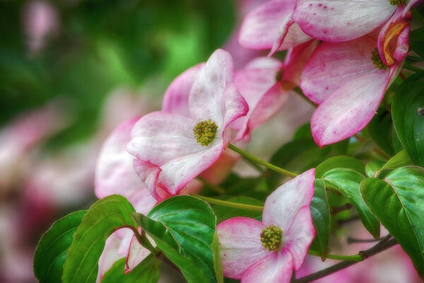 Nature Poster featuring the photograph Pink Dogwood by Bonnie Bruno