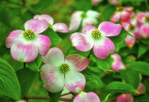 Dogwood Poster featuring the photograph Pink Dogwoods 003 by George Bostian