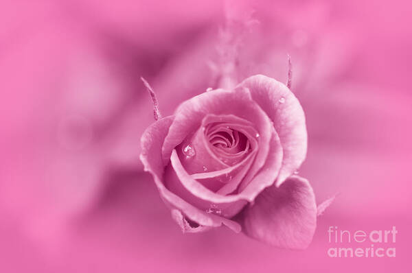 Roses Poster featuring the photograph Pink Dream by Charuhas Images