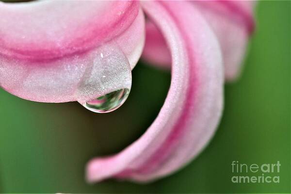 Pink Poster featuring the photograph Pink Droplet by Tracey Lee Cassin