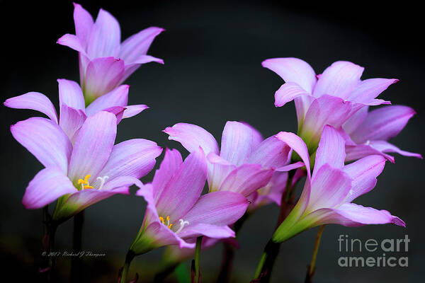 Zephyranthes Poster featuring the photograph Pink Fairy Lilies by Richard J Thompson