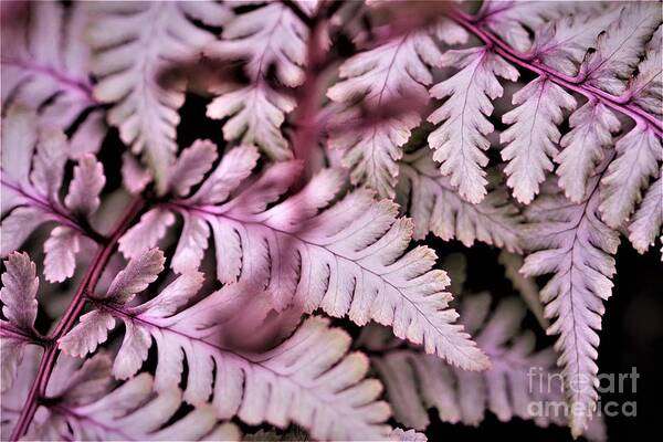 Pink Poster featuring the photograph Pink Fern by Tracey Lee Cassin