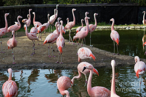 Flamingos Poster featuring the photograph Pink Flamingos by Suzanne Luft