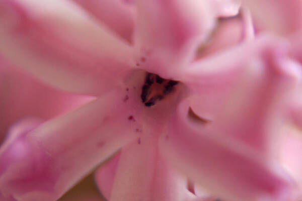 Photo Poster featuring the photograph Pink Flower Macro by Martin Valeriano