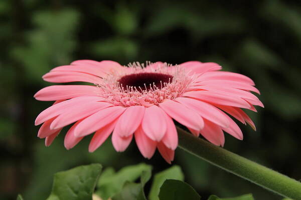 Pink Poster featuring the photograph Pink Gerbera by Jeff Townsend