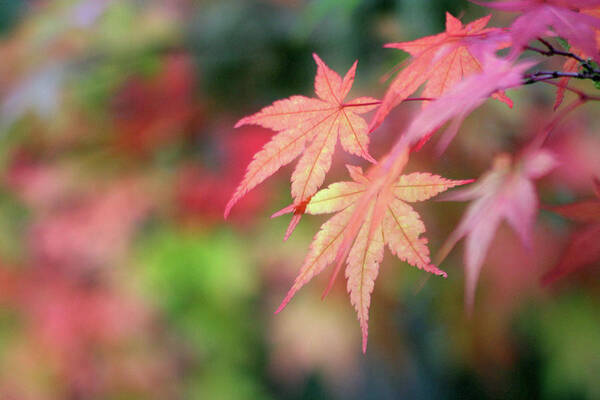 Botanical Poster featuring the photograph Pink Glow Maple by Vicki Hone Smith