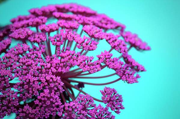Pink Flowers Poster featuring the photograph Pink Lace 02 by Bobby Villapando