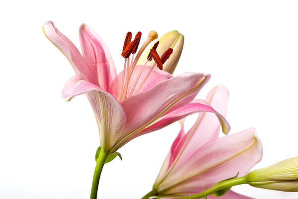 Lily Poster featuring the photograph Pink Lilies 03 by Nailia Schwarz