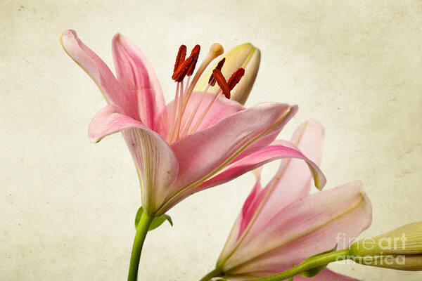 Lily Poster featuring the photograph Pink Lilies by Nailia Schwarz