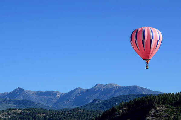 Hot Air Balloons Poster featuring the photograph Pink On Blue by Kevin Munro