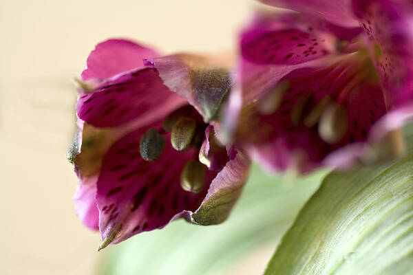 Peruvian Lily Poster featuring the photograph Pink Peruvian Lilies by Cheryl Day