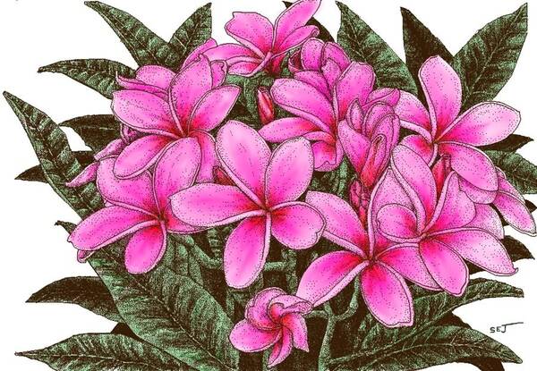 Pink Plumerias Poster featuring the digital art Pink Plumeria Flowers by Stephen Jorgensen