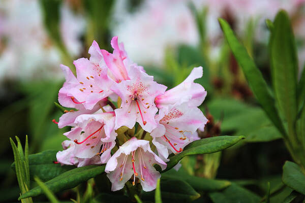 Flower Poster featuring the photograph Pink Rhodondendron spring flower by Tim Abeln