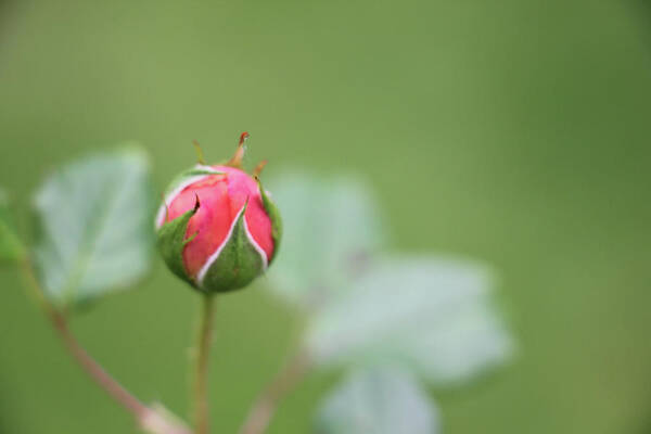 Kelly Hazel Poster featuring the photograph Pink Rose Bud by Kelly Hazel