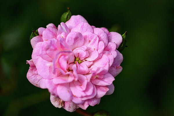 Pink Poster featuring the photograph Pink Rose Petals by Richard Gregurich