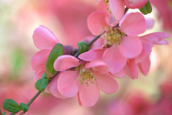 Jenny Rainbow Fine Art Photography Poster featuring the photograph Pink Spring Marvels by Jenny Rainbow