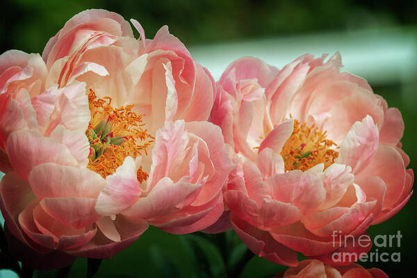 Garden Poster featuring the photograph Pink Twins by Craig Leaper