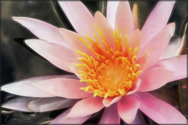 Waterlily Poster featuring the photograph Pink Waterlily by Erika Fawcett