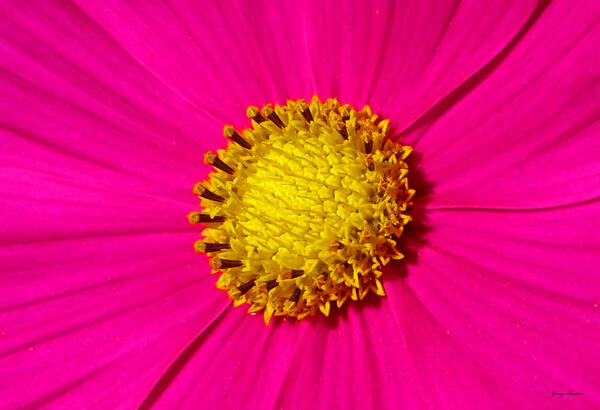 Pink Poster featuring the photograph Pink Wildflower 008 by George Bostian