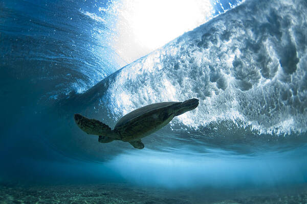  Ocean Poster featuring the photograph Pipe Turtle Glide - part 3 of 3 by Sean Davey