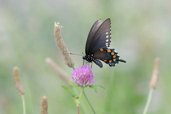 Butterfly Poster featuring the photograph Pipevine Swallowtail by Susan Rissi Tregoning