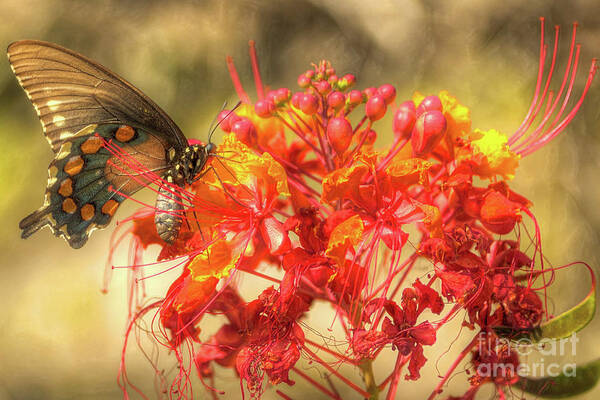Butterfly Poster featuring the photograph Pipevine Swallowtail with Pride of Barbados by Michael Tidwell
