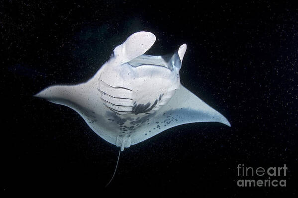 Manta Ray Poster featuring the photograph Plankton Soup by Aaron Whittemore