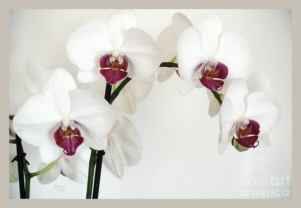 Photo Poster featuring the photograph Platnum Beauty Orchids by Marsha Heiken