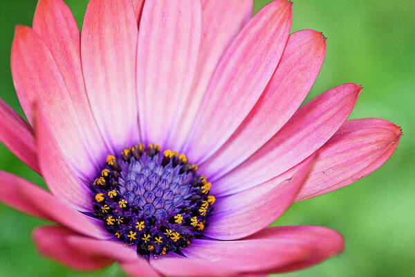 Flower Poster featuring the photograph Pleasing Petals by Morgan Wright