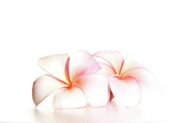 Plumeria Photograph Poster featuring the photograph Plumeria by Roger Mullenhour