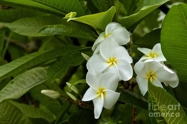 Photography Poster featuring the photograph Plumeria by Sean Griffin