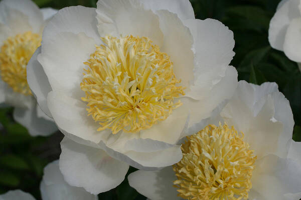 Peony Poster featuring the photograph Poached Peonies by Tammy Pool
