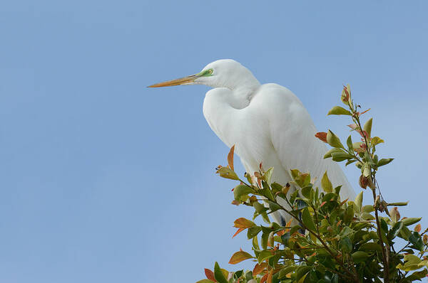 Great Egret Poster featuring the photograph Poised 2 by Fraida Gutovich